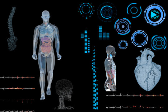 medical Interface, analysis of Human Male Anatomy Scan on Futuristic Touch Screen Interface showing bones, organs. Concept: In the Near Future of Medicine and Healthcare 3D render