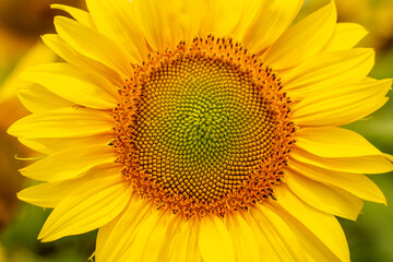 Obraz premium Sunflower field in sunny day