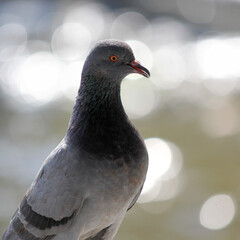 pigeon bird with nature background