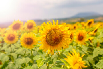 Fototapeta premium Sunflower field in sunny day