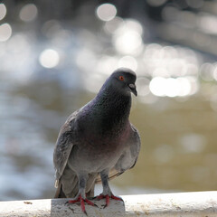 pigeon bird with nature background