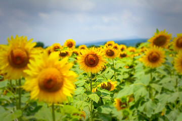 Obraz premium Sunflower field in sunny day