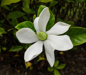 One white gardenia blossoms with a green core in the garden in summer , the green core may be...