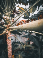 water drops on a plant