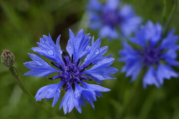Blue corn flower