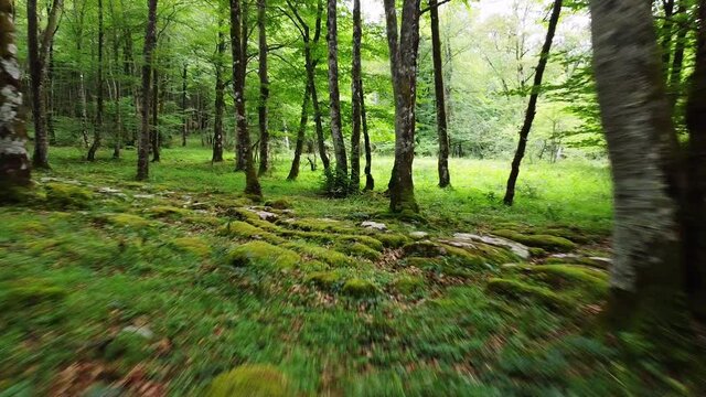Low angle POV shot of an animal perspective running through a forest or a park with grass and moosy trees .