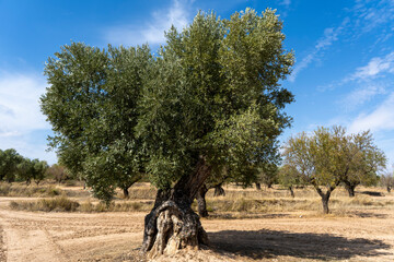 Fototapeta premium El olivo (nombre científico Olea europaea L.) es un árbol de la familia del aceite. El olivo produce aceitunas, que se utilizan para hacer aceite de oliva. Tiene poca altura y tronco retorcido, siendo