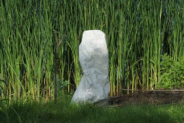 one white garbage bag stands in green grass and high vegetation in nature