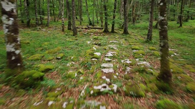 Low angle POV shot of an animal perspective running through a forest or a park with grass and moosy trees .