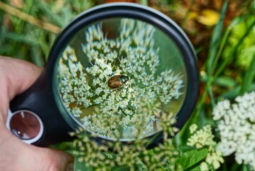 black magnifier in hand magnifies brown little may bug sitting on a white flower in nature