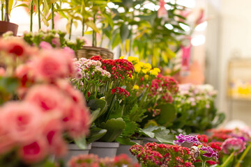 Fototapeta na wymiar Vases of flowers (red, pink, yellow)