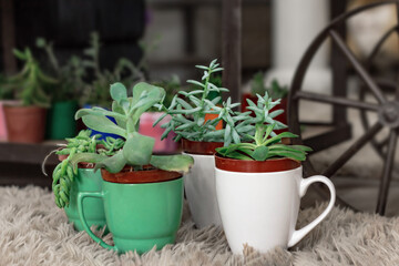 Mug vases with succulent plants