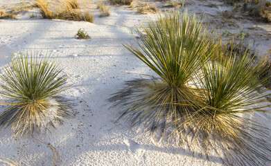 Soap tree Yucca growing wild in the gypsum sand of the White Sands National Monument in New Mexico.