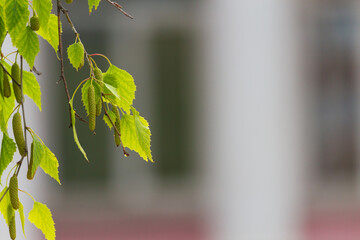 Birch catkins on a blurred background of the urban environment. Abstract background. Place for text