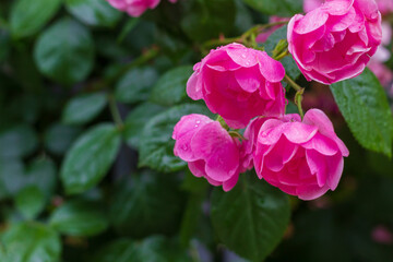 Roses after rain in the garden. Selective focus. Blurred background. Copyspace