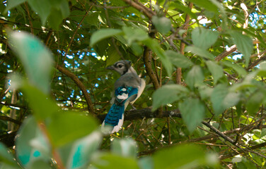 blue bird on a branch (blue jay)