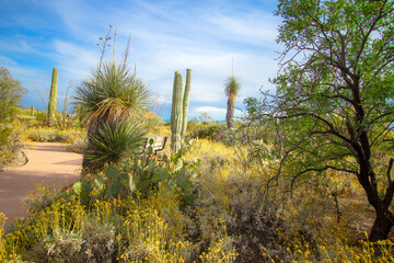 Handicapped accessible trail in the Saguaro National Park winds through the desert of Tucson Arizona.