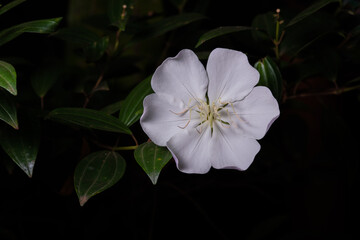 Flor branca manacá da serra