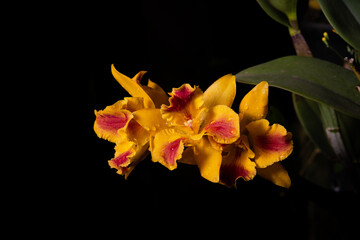 orquídea molhada com fundo escuro