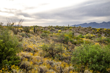 Fototapeta na wymiar Harsh barren desert landscape in the American Southwest.