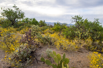 Fototapeta na wymiar Desert Wildflowers. Prickly pear and staghorn cholla surrounded by brittlebush with yellow wildflowers in the Sonoran Desert outside of Tucson, Arizona.