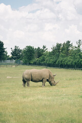 Naklejka premium Toronto Zoo Afternoon
