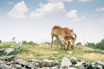 Toronto Zoo Afternoon
