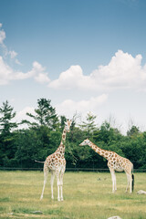 Toronto Zoo Afternoon