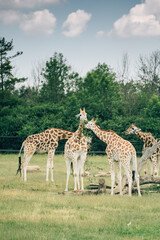 Toronto Zoo Afternoon