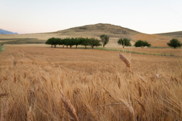 Obraz premium a wheat field in the late summer