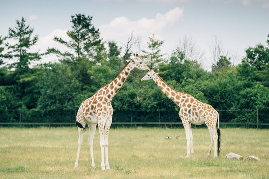 Toronto Zoo Afternoon