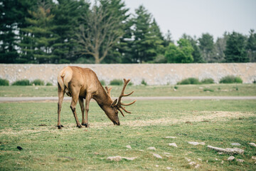 Naklejka premium Toronto Zoo Afternoon