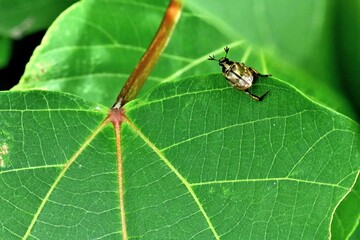 ヤマダラコガネ