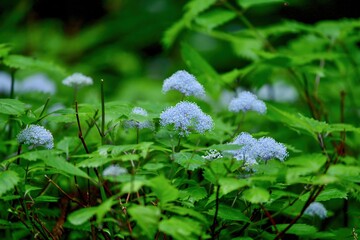淡いブルーがきれいな満開のコアジサイ