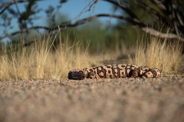 Gila Monster