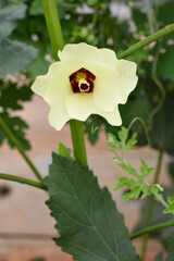Okra plant growing in home garden in Asia, nature concept with sunset warm light, agriculture industry, Lady finger farming
