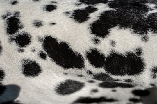 textura real de la piel de un perro de raza dalmata