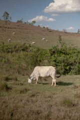 Obraz premium cows in the mountains