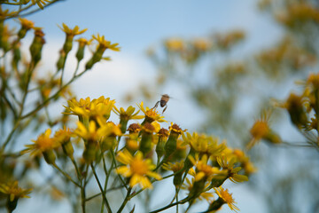 bee on yellow flowers