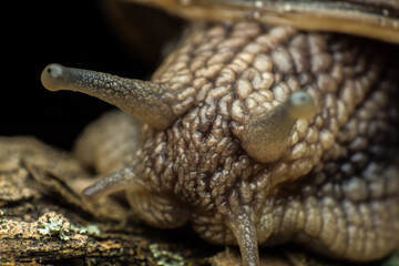 portrait of a snail, snail skin texture, Gastropoda class of Mollusca, macro, supermacro, in natural habitat, snail skin texture