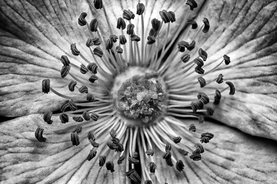 Rosa canina, black and white closeup flower photography, super macro, flower testure, background