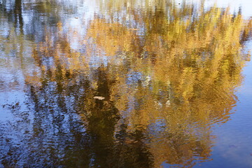 Autumn leaves and lake