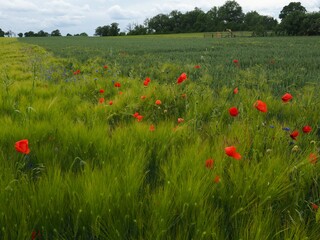 A farm field with cornflowers (Centaurea cyanus) and red poppies (rapaver rhoeas)