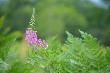 blooming fern