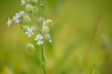 white flower