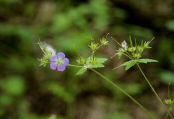 purple flower