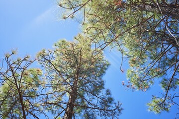 Beautiful trees landscape