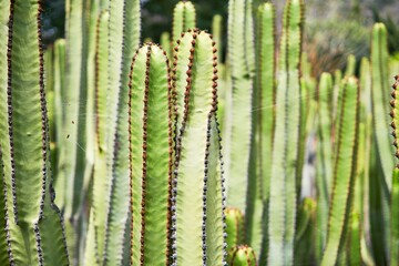 Close up of succulent green cactus at botanical garden