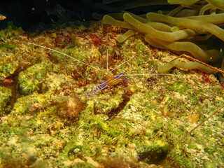 Shrimp, Arrow Crab and Anemone