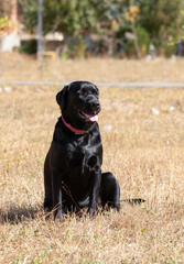 labrador retriever on nature